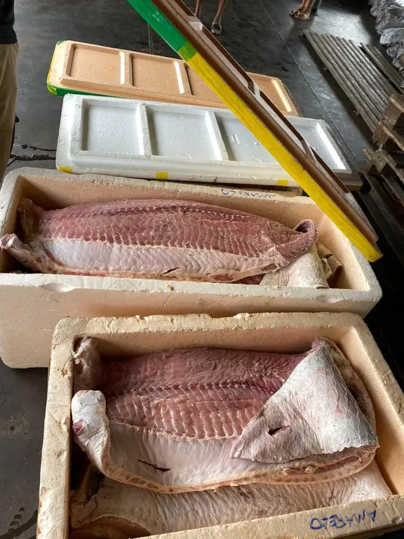PF apreendeu três toneladas de Pirarucu no Porto de Manaus