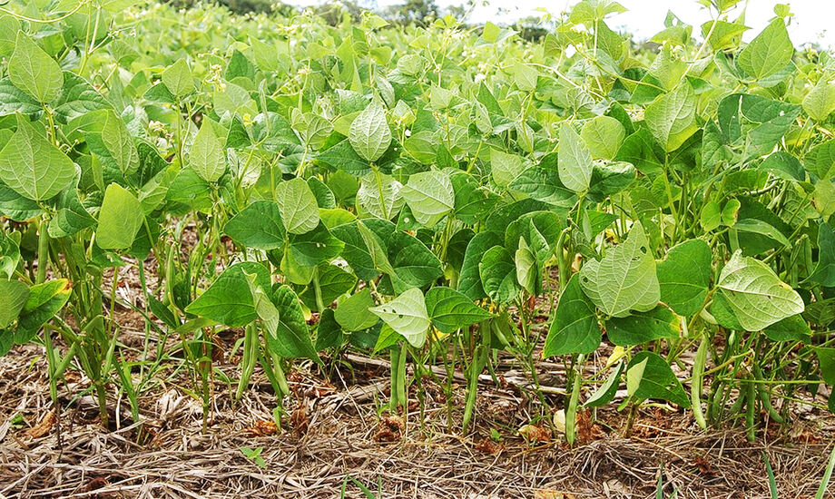Plantação