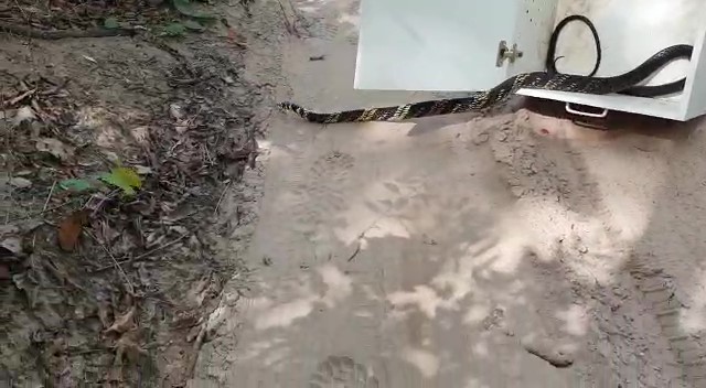 A serpente foi capturada