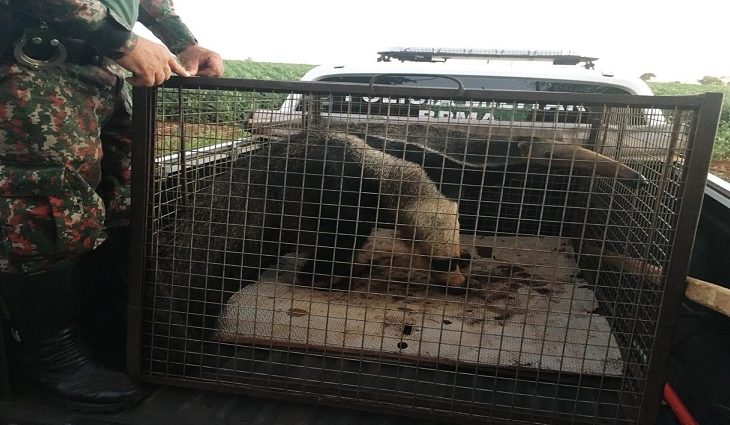 PMA autua 92 por crimes contra a fauna, resgata 774 animais de criminosos