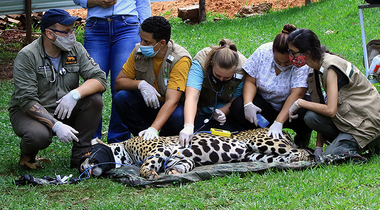 Os exames realizados mostraram que a onça está pronta para voltar ao seu habitat