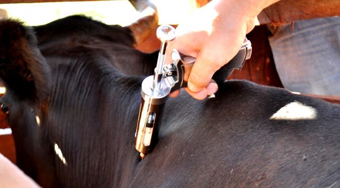 O estado de Mato Grosso do Sul é o segundo maior produtor de carne bovina do Brasil e o quinto maior exportador