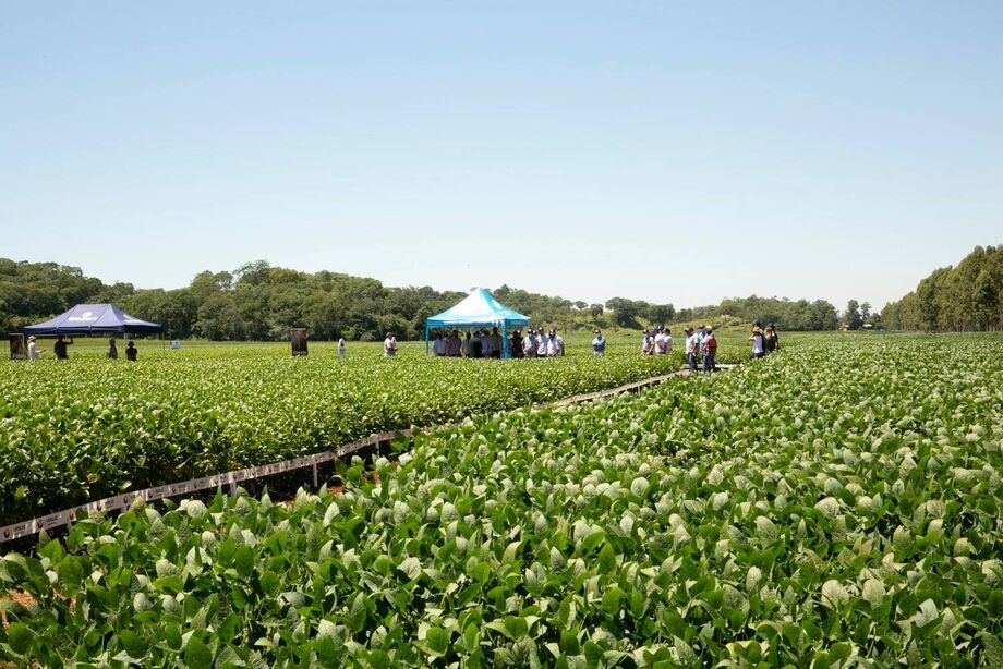 Vista das cultivares de soja