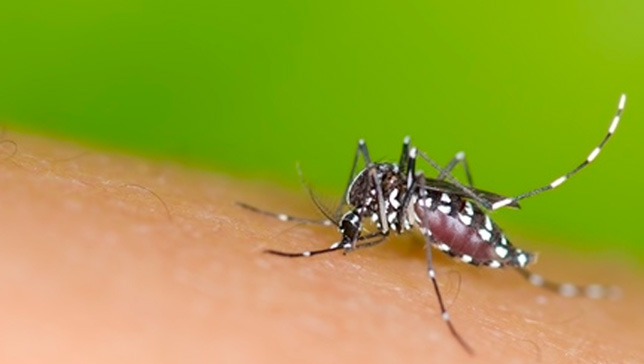 Aedes aegypti