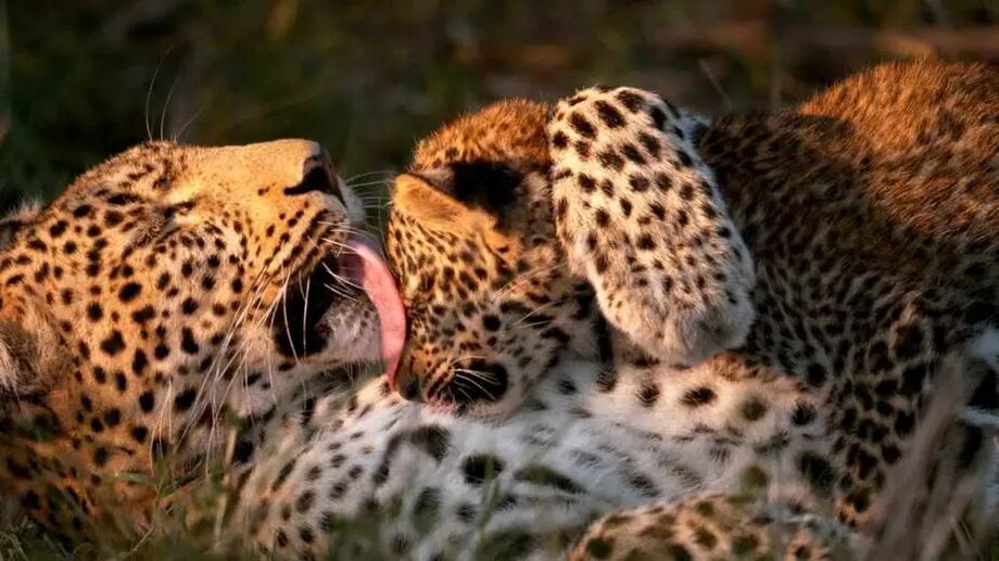 Cena do documentário 'Conto do Leopardo'