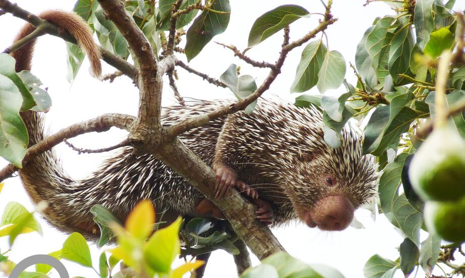 Ceará lança lista inédita de animais encontrados no estado