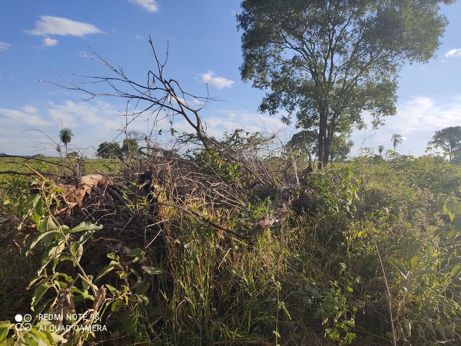 Os policiais verificaram que parte da madeira e galhadas proveniente da vegetação retirada ainda se encontrava em amontoados  no local