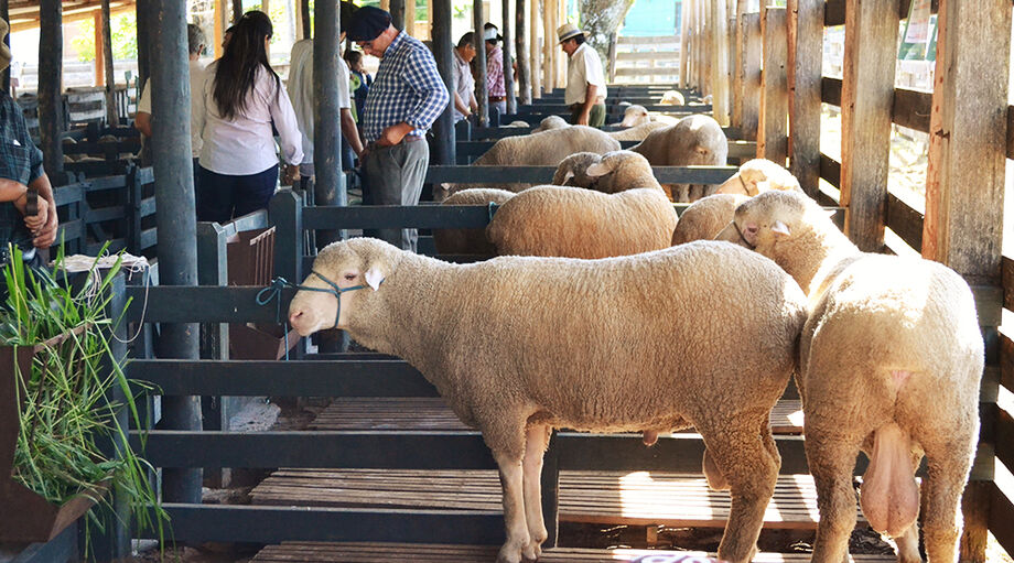 ano fechou com valor de R$ 9,50 kg, o melhor preço pago no ano, que foi marcado pela pandemia da Covid-19