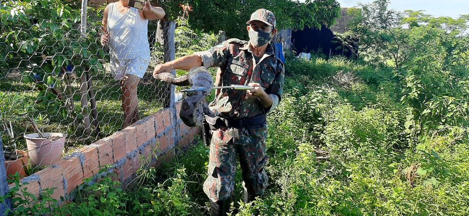 Ela foi capturada e solta no seu habitat, em uma reserva distante da área urbana