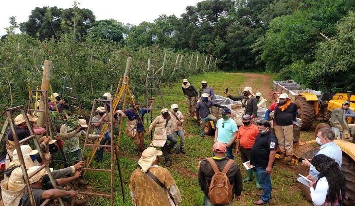 São nove empresas contratantes, e até no início desse mês foram encaminhados por meio da Funtrab 4 mil indígenas para colheita de maçãs