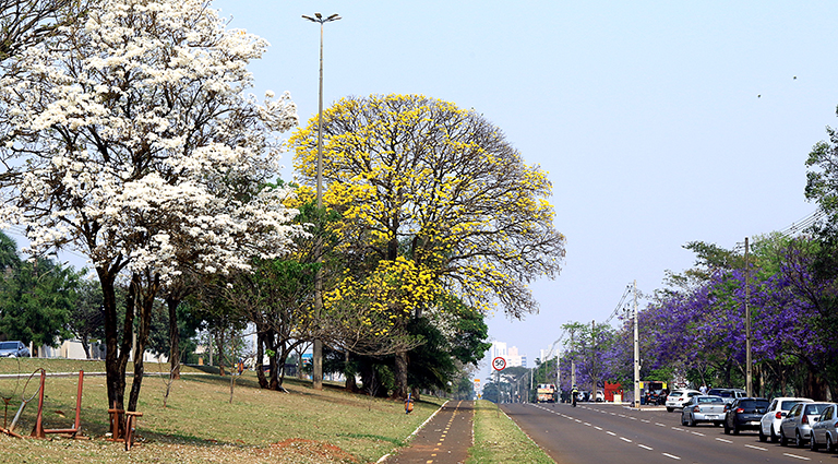 Campo Grande - Caminho dos Ipês