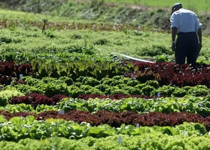 Agricultor paulista recebeu 1,41% mais por sua produção em janeiro