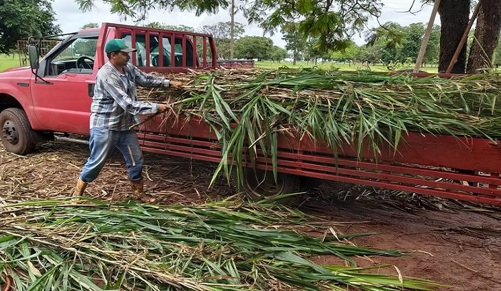 Para alguns produtores, a novidade na produção pode alavancar a receita de quem precisa associar a lucratividade com cada litro de leite produzido