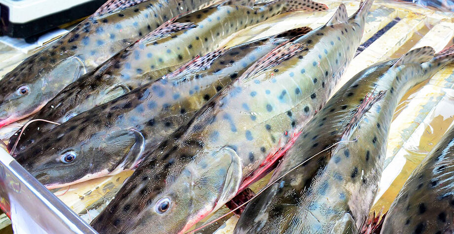 Peixe pintado