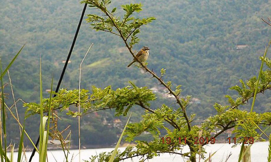 Dados são de pesquisa coordenada pelo Jardim Botânico do Rio