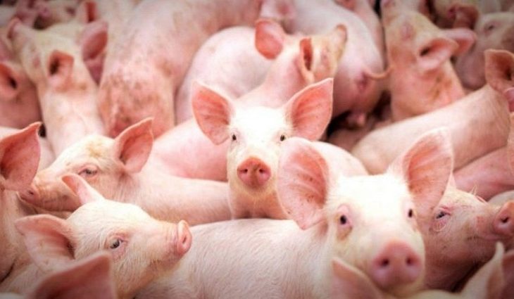 A atividade se tornou uma importante via de diversificação da produção no Estado