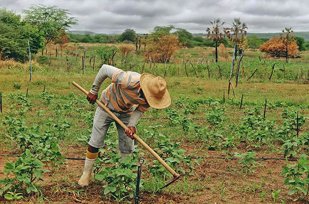 Agronegócio lidera criação de empregos