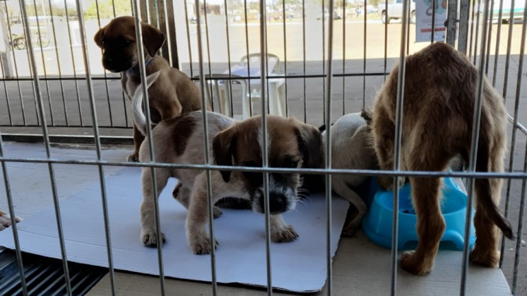 Animais para adoção