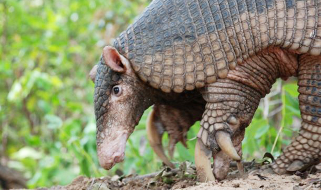 Os pesquisadores analisaram áreas no entorno de 344 microbacias hidrográficas, entre julho de 2015 e abril de 2017, em busca de evidências da presença do tatu-gigante, o que se confirmou em 164 áreas
