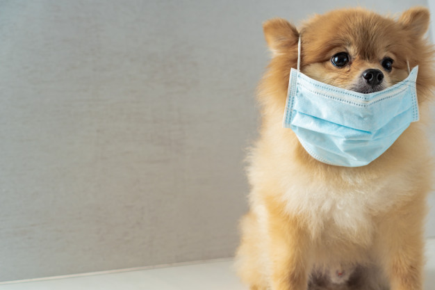 Cachorro com mascará