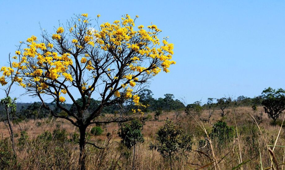 O edital define seis eixos temáticos em que os projetos poderão se englobados