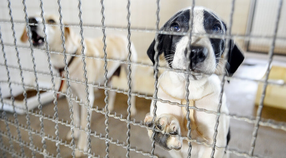 Cães agora terão acesso a uma vacina oral contra a gripe canina