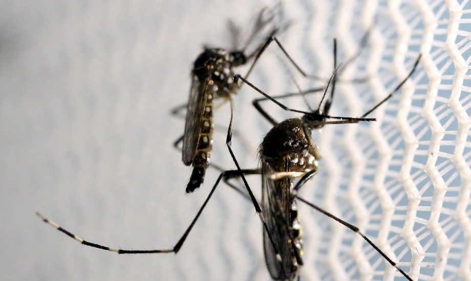 combate às doenças causadas pelo mosquito Aedes aegypti
