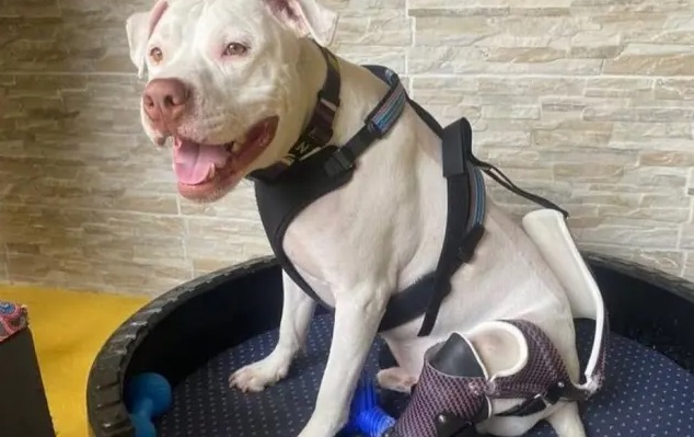 O cachorro Sansão ganhou uma prótese para conseguir andar da ONG Patas Para Você
