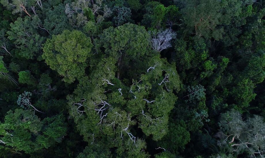Amazônia.