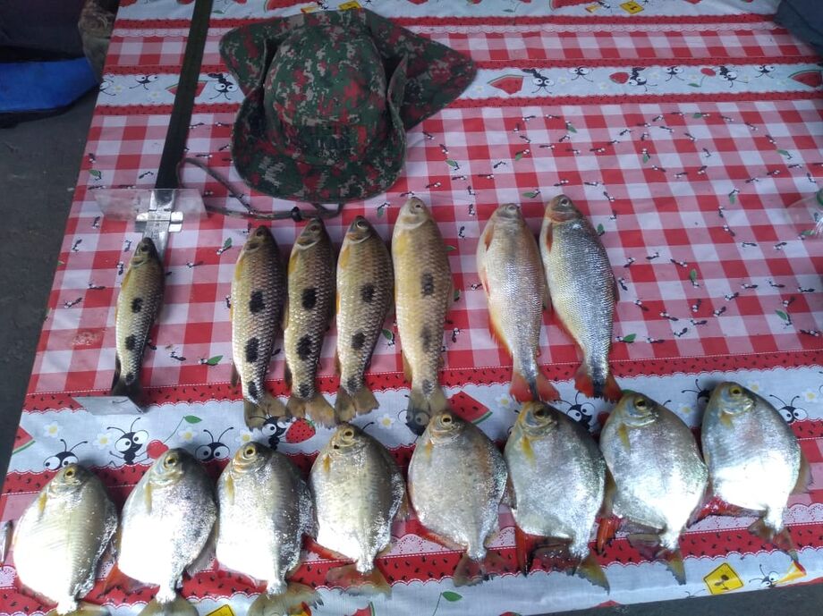 Peixes apreendidos