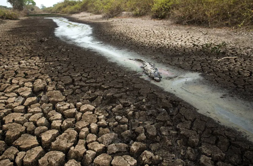 Entre janeiro e outubro de 2020, 28% do Pantanal foi consumido pelas queimadas