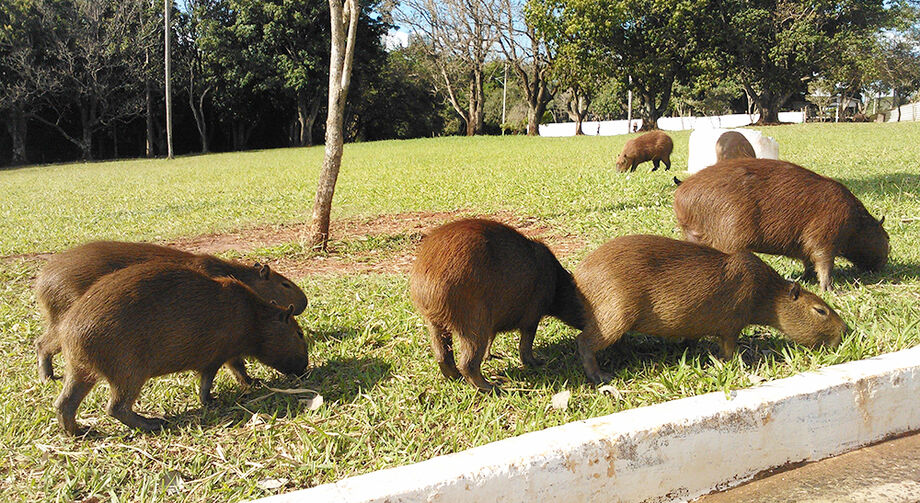 É muito comum ver capivaras em ruas de Campo Grande