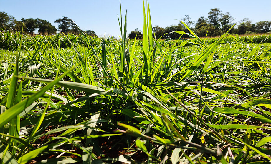 O campo foi semeado na densidade de 10 kg/ha, utilizando uma semeadora com espaçamento entrelinhas de 20 cm e dose de 10 mL/kg de sementes de Azospirillum
