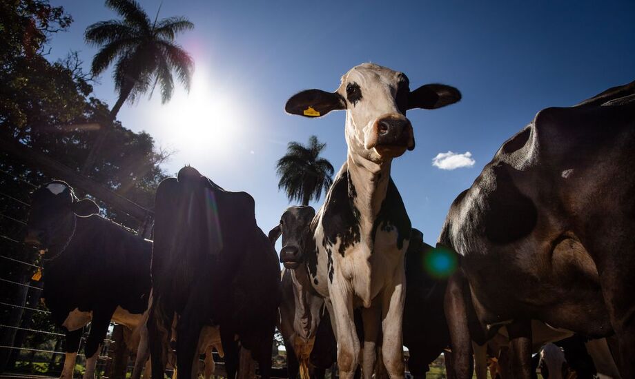 Começa hoje campanha nacional de vacinação contra febre aftosa