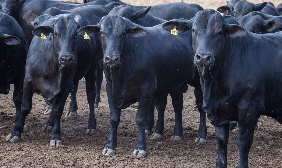 Os dados da produção animal para o primeiro trimestre de 2021 mostram que o abate de bovinos recuou 10,3%, o de suínos aumentou 4,9% e o de frangos teve alta de 2,4%, na comparação com o mesmo período de 2020
