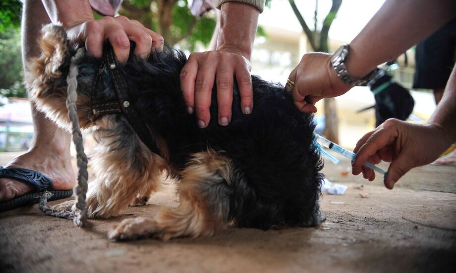 O Rio não registra casos de raiva em cães e gatos desde 1995