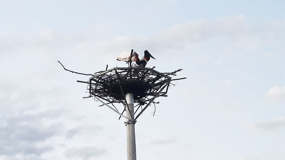 Tuiuiú é um dos símbolos do Pantanal