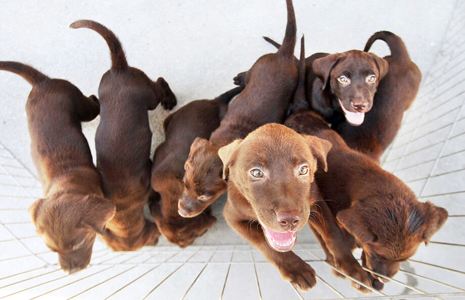 Dentre as mudanças, está que o animal maltratado poderá ser encaminhado para lar temporário ou adotivo, independente de multa