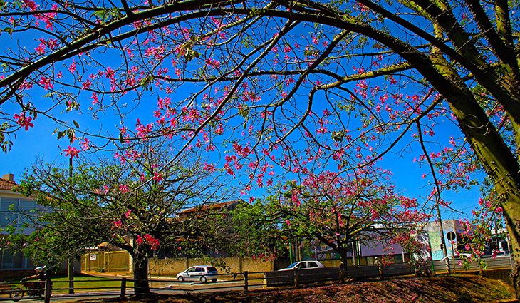 Campo Grande terá uma sexta-feira de tempo firme com sol e temperaturas entre 21°C a 32°C