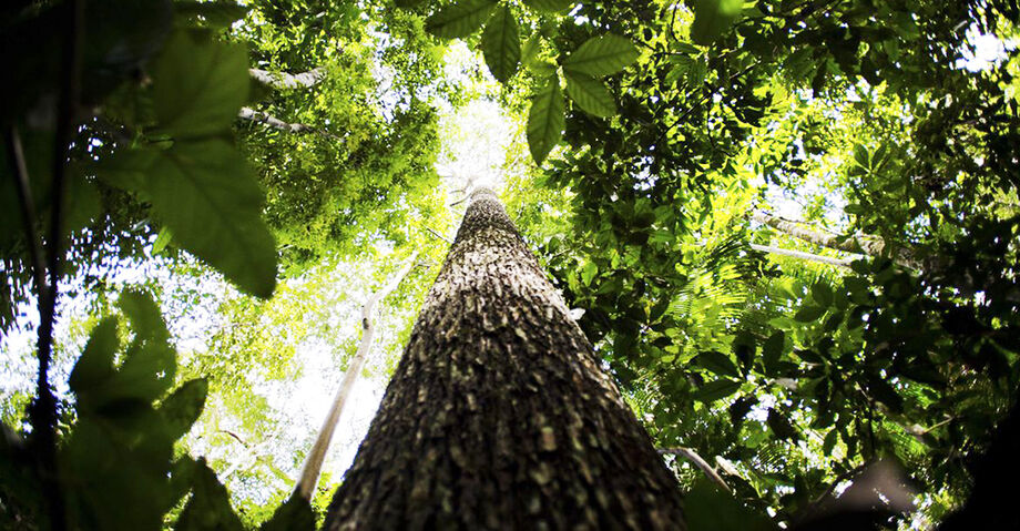 Mato Grosso do Sul conta hoje com uma grande reserva da matéria prima para abastecer novas fábricas de celulose que devem entrar em operação no Estado e em localidades próximas