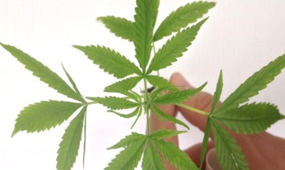 O produto tem administração por via oral e é composto de 200 mg/ml de CBD.