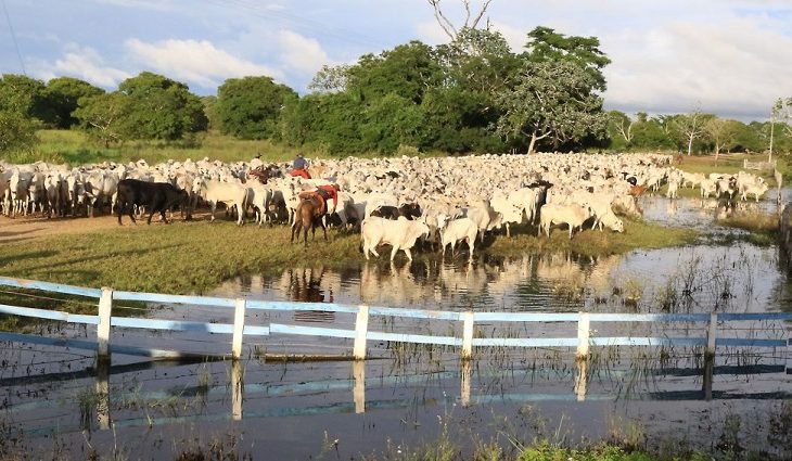 Os pecuaristas da região do Pantanal ainda têm até o dia 15 de junho para realizar a imunização de todo rebanho