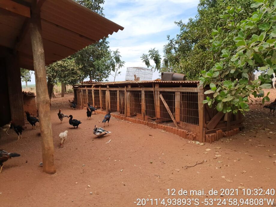O infrator mantinha os animais presos nas gaiolas
