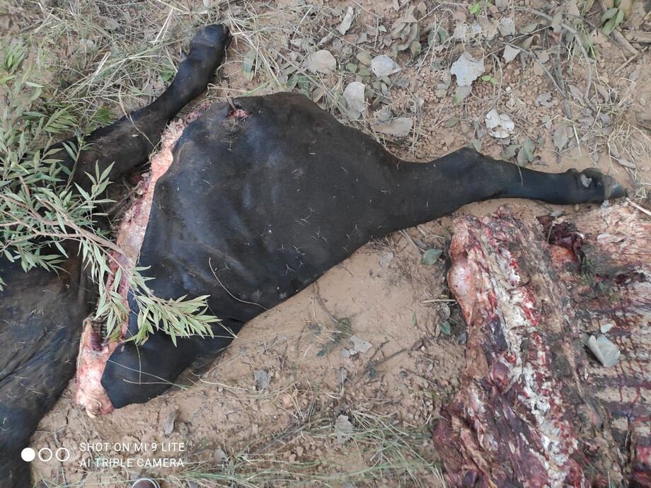 Os flagrados confessaram que haviam furtado e abatido uma vaca da raça Angus, avaliada em R$ 5.000,00
