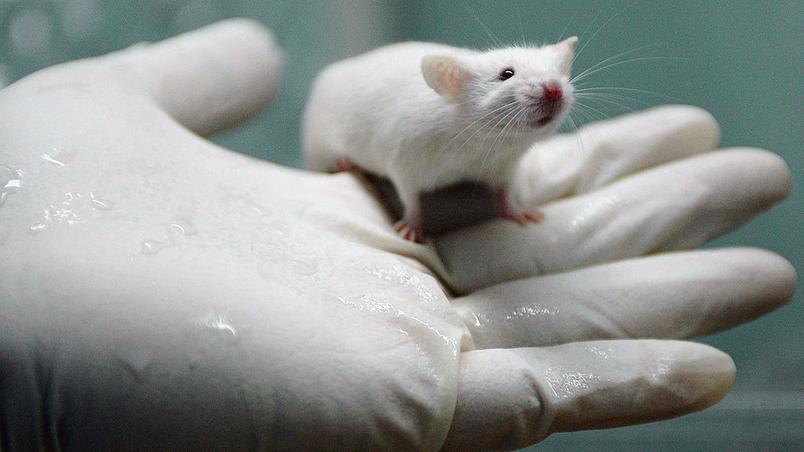 Rato de Laboratório