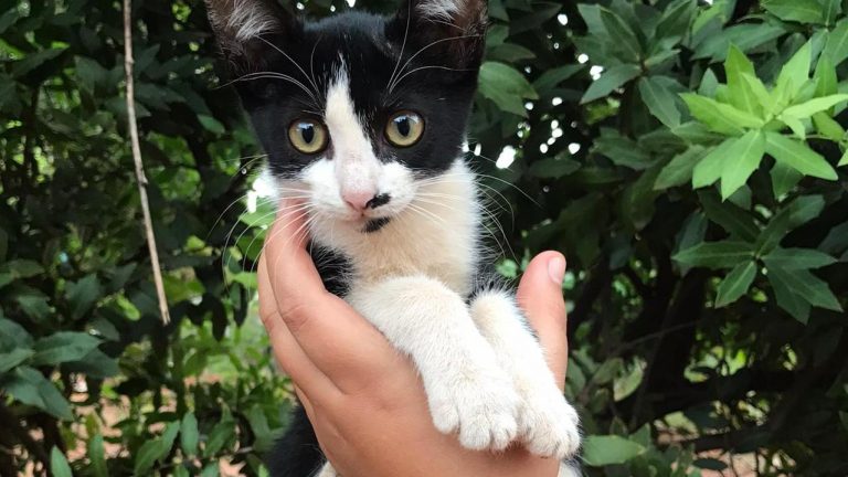 Feira de Adoção de cães e gatos