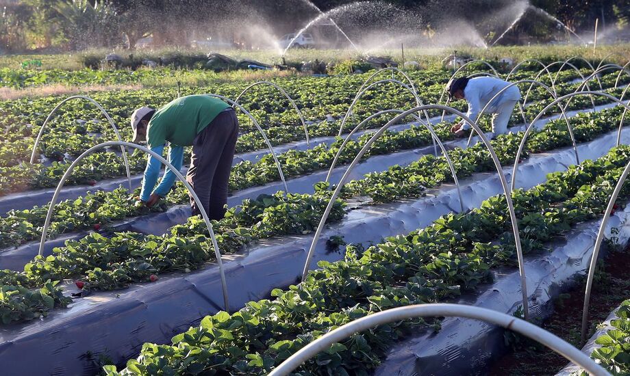 Plano Safra 2021/2022: agricultura familiar terá R$ 39,34 bilhões