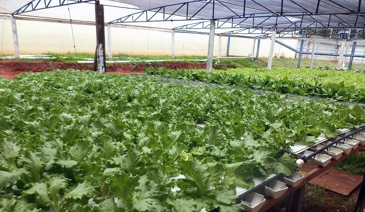 Horta hidropônica existe há sete anos