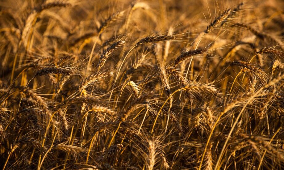 A produção brasileira de grãos, cereais e leguminosas deve render uma safra recorde de 262,8 milhões de toneladas em 2021