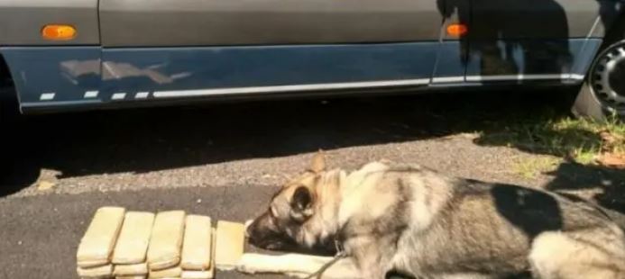 Cães farejadores da PRF